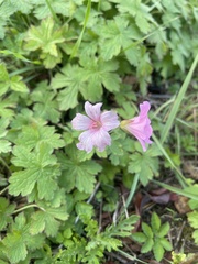 Geranium nodosum