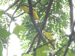 Oriolus chinensis