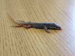 Aspidoscelis scalaris