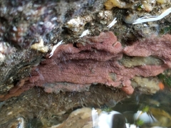 Botrylloides violaceus