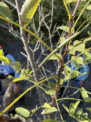 Diapheromera femorata