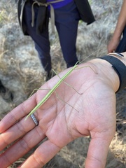 Diapheromera femorata