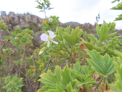 Pelargonium scabrum