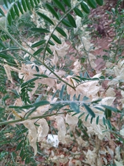 Lessertia frutescens