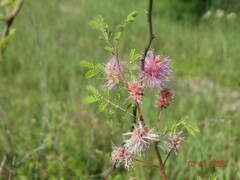 Mimosa monancistra