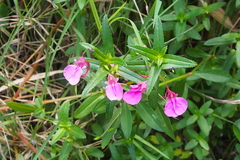 Impatiens chinensis