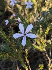 Adenandra gummifera