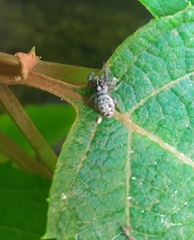 Macaroeris nidicolens