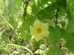 Pentalinon luteum