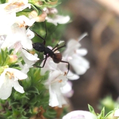 Camponotus cruentatus