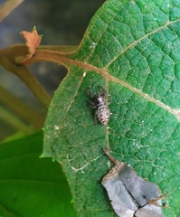 Macaroeris nidicolens