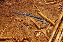 Aspidoscelis hyperythrus