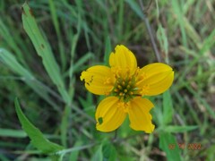 Sclerocarpus uniserialis