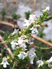 Camponotus cruentatus