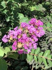 Lagerstroemia