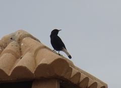 Oenanthe leucura