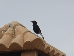Oenanthe leucura