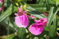 Impatiens chinensis