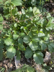 Fragaria