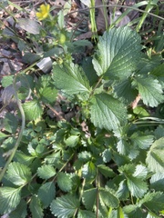 Fragaria