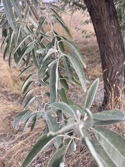 Elaeagnus angustifolia