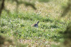 Tympanuchus phasianellus