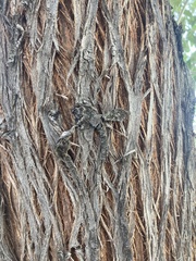 Elaeagnus angustifolia