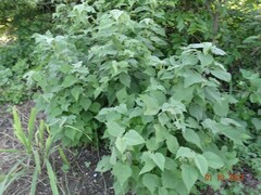 Allowissadula holosericea