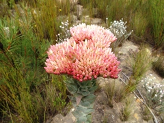 Syncarpha milleflora