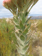Syncarpha milleflora