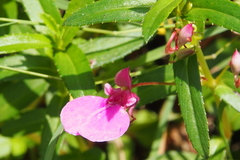 Impatiens chinensis