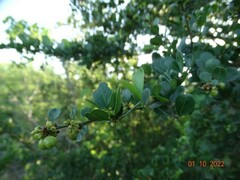 Trichilia havanensis