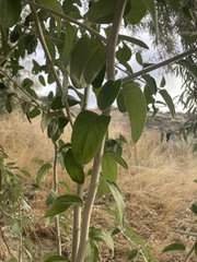 Elaeagnus angustifolia