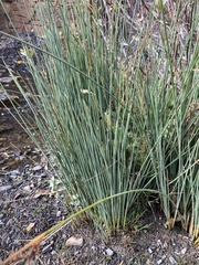 Juncus acutus