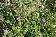Verbena pulchella