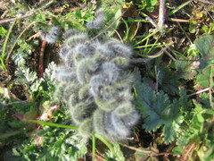 Thaumetopoea herculeana