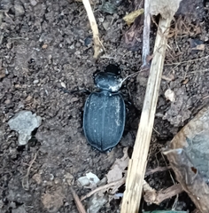 Licinus silphoides