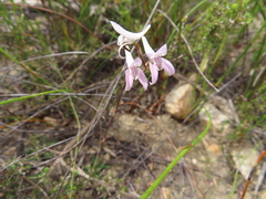 Disa bifida