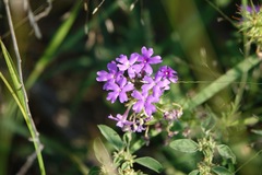 Verbena pulchella