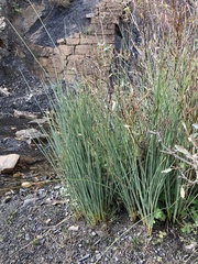 Juncus acutus