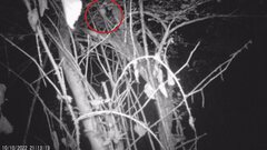 Muscardinus avellanarius