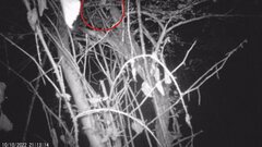 Muscardinus avellanarius