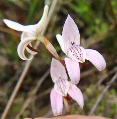 Disa bifida