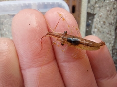 Palaemon adspersus