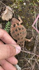 Phrynosoma orbiculare