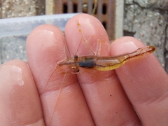 Palaemon adspersus