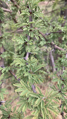 Vachellia schaffneri