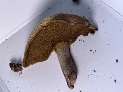 Suillus hirtellus
