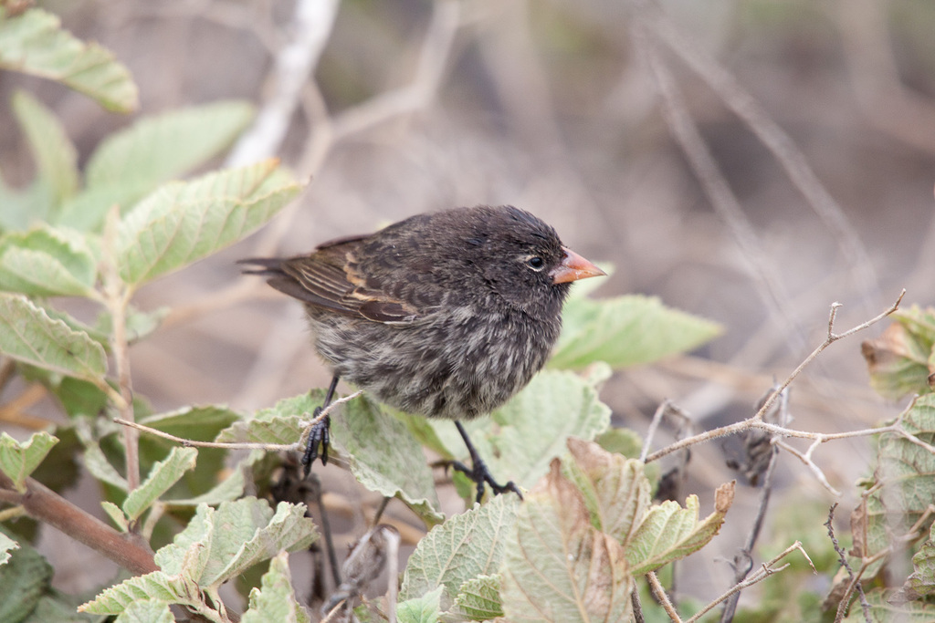 Genovesa Ground-Finch