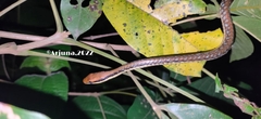 Dendrelaphis pictus
